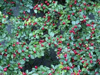 Cotoneaster divaricatus