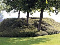 Cotoneaster horizontalis