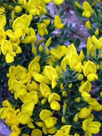 Cytisus decumbens