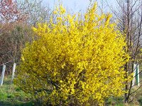 Forsythia intermedia