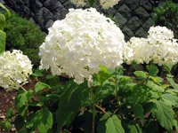 Hydrangea arborescens Annabella