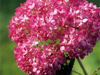 Hydrangea arborescens Invincibelle