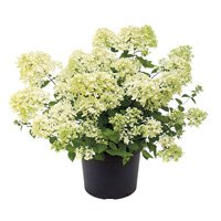 Hydrangea paniculata Bombshell