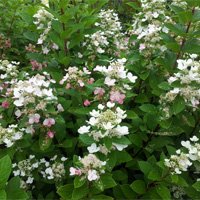 Hydrangea paniculata Darts Little Dot