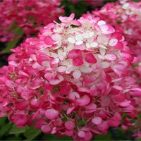 Hydrangea paniculata Diamant Rouge