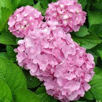 Hydrangea paniculata Early Sensation