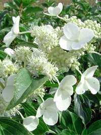 Hydrangea paniculata Kyushu