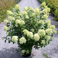 Hydrangea paniculata Limelight