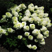 Hydrangea paniculata Phantom