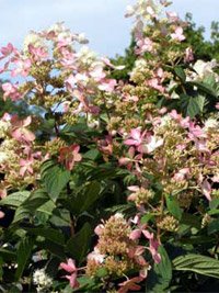 Hydrangea paniculata Pink Diamond