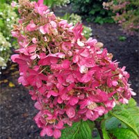 Hydrangea paniculata Pinky Winky