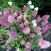 Hydrangea paniculata Sundae Fraise