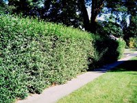 Ligustrum vulgare