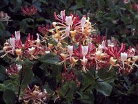 Lonicera caprifolium