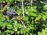 Mahonia aquifolium