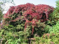 Parthenocissus quinquefolia