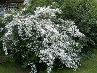 Philadelphus 