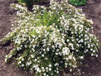 Potentilla fruticosa Abbotswood