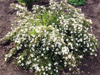 Potentilla fruticosa Abbotswood