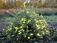 Potentilla fruticosa Goldteppich