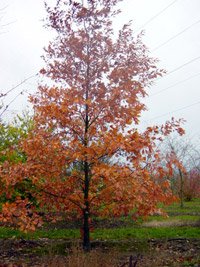 Quercus rubra