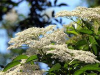 Sambucus nigra