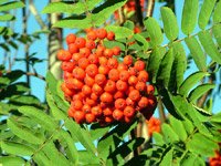 Sorbus aucuparia