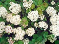 Spiraea betulifolia