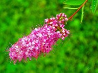 Spiraea billardii