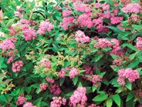 Spiraea bumalda Anthony Waterer