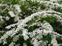 Spiraea cinerea Grefsheim