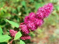 Spiraea Duglasii