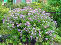 Spiraea japonica