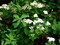 Spiraea nipponica