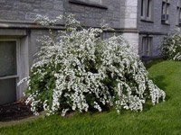 Spiraea Vanhouttei