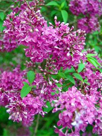 Syringa chinensis