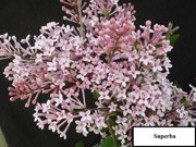 Syringa microphylla Superba