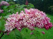 Syringa reflexa