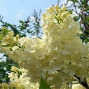 Syringa vulgaris Primrouse