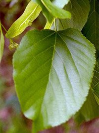 Tilia americana