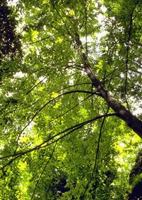 Tilia platyphyllos