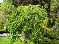 Ulmus glabra Camperdownii