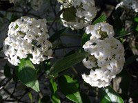 Viburnum Burkwoodii