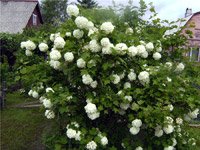 Viburnum opulus Roseum