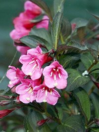 Weigela florida Alexandra