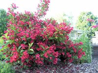 Weigela florida Minor Black